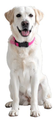 heilpraxis-tierliebe-anna-wesemann-hund-frei