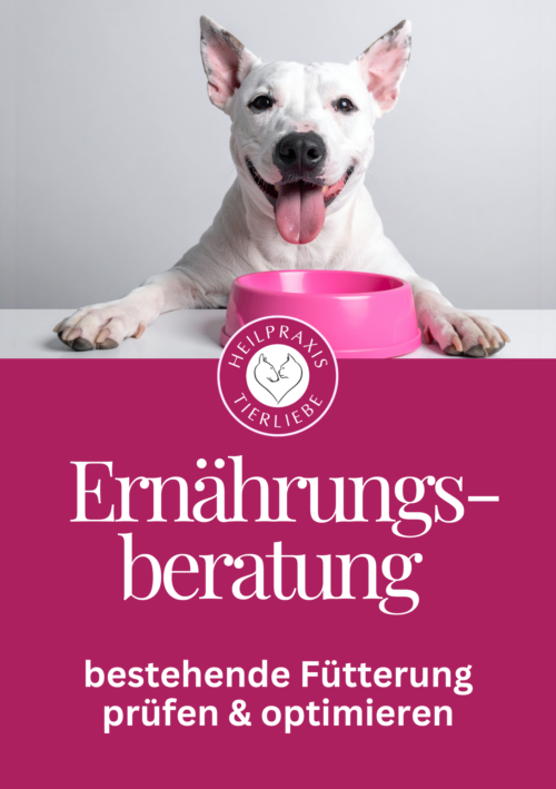 Ernährungsberatung für Hund und Katze bestehende Fütterung prüfen & optimieren – Tierheilpraxis und Ernährungsberatung Heilpraxis Tierliebe