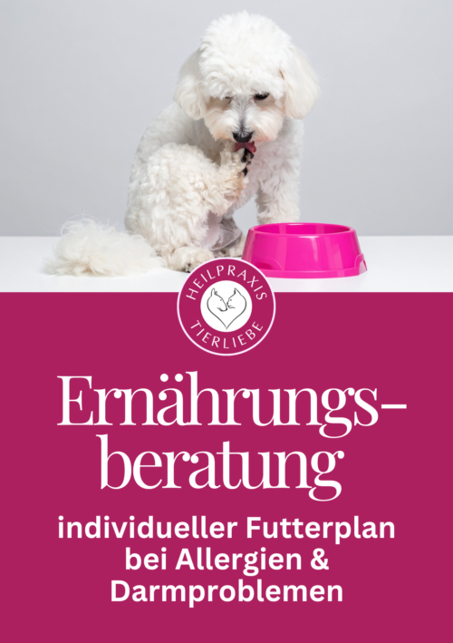 Ernährungsberatung für Hund und Katze individueller Futterplan bei Allergien und Darmproblemen – Tierheilpraxis und Ernährungsberatung Heilpraxis Tierliebe