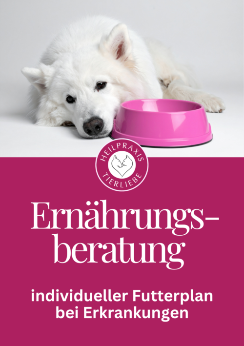 Ernährungsberatung für Hund und Katze individueller Futterplan bei Erkrankungen – Tierheilpraxis und Ernährungsberatung Heilpraxis Tierliebe