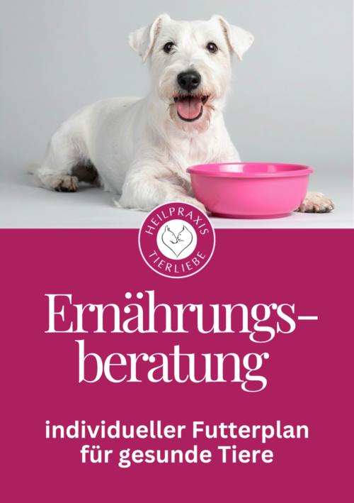 Ernährungsberatung für Hund und Katze individueller Futterplan für gesunde Tiere – Tierheilpraxis und Ernährungsberatung Heilpraxis Tierliebe