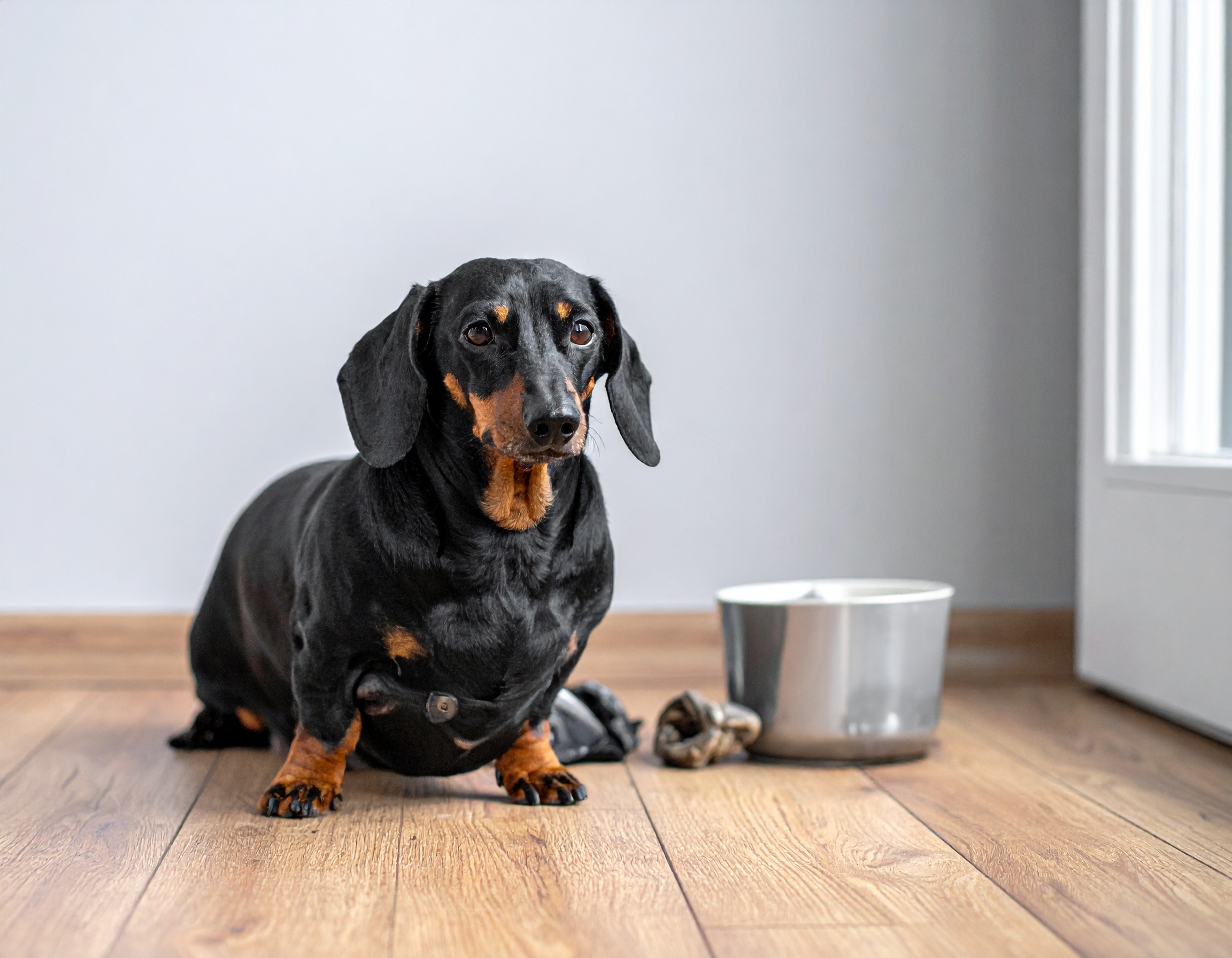 Hund mit deutlichem Übergewicht von der Seite – Anzeichen für Adipositas prüfen - Stark übergewichtiger Hund braucht professionelle Ernährungsberatung zum Abnehmen