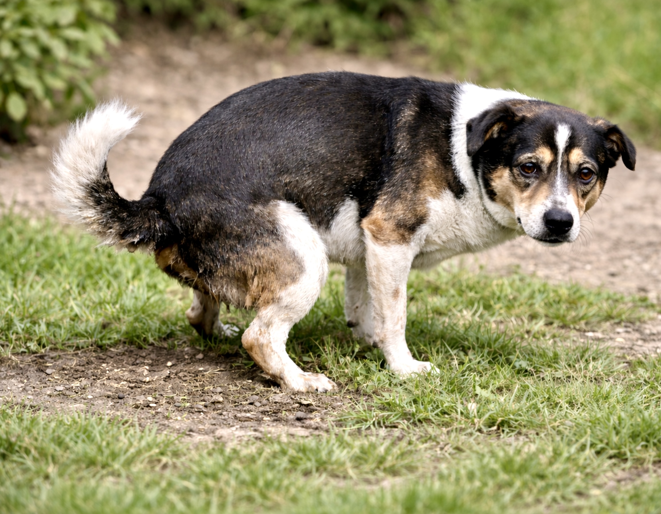 Hund mit Verdauungsproblemen benötigt Schonkost; Symbolbild für die naturheilkundliche Behandlung von Magen-Darm-Erkrankungen beim Hund.