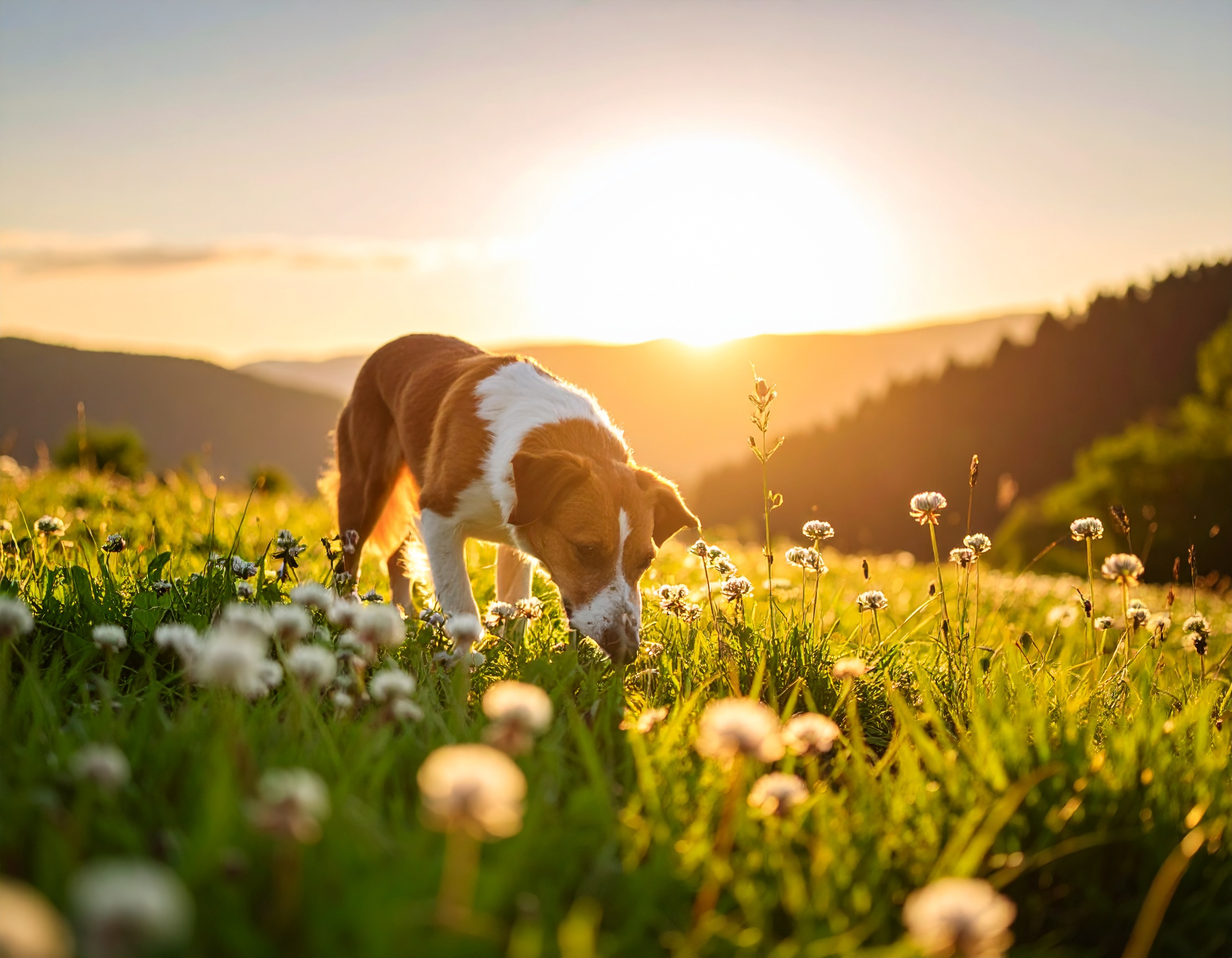 naturheilkunde-hund-katze-wurmkur-alternativen Infografik zur natürlichen Parasitenprophylaxe bei Tieren und der Vorteil von Kotanalysen gegenüber chemischen Wurmkuren.