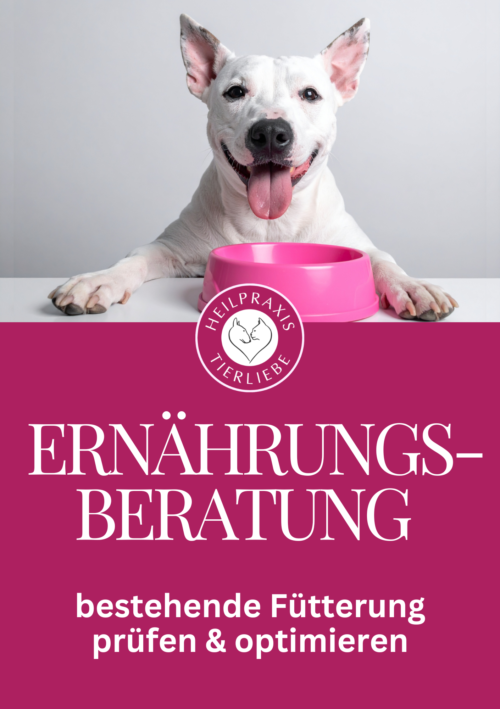 Ernährungsberatung für Hund und Katze bestehende Fütterung prüfen & optimieren – Tierheilpraxis und Ernährungsberatung Heilpraxis Tierliebe
