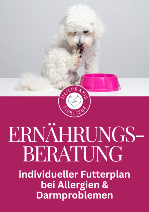 Ernährungsberatung für Hund und Katze individueller Futterplan bei Allergien und Darmproblemen – Tierheilpraxis und Ernährungsberatung Heilpraxis Tierliebe