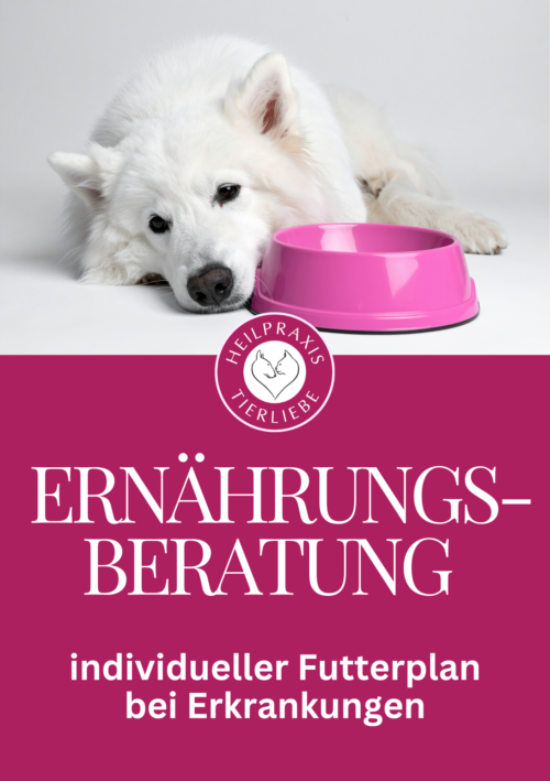 Ernährungsberatung für Hund und Katze individueller Futterplan bei Erkrankungen – Tierheilpraxis und Ernährungsberatung Heilpraxis Tierliebe