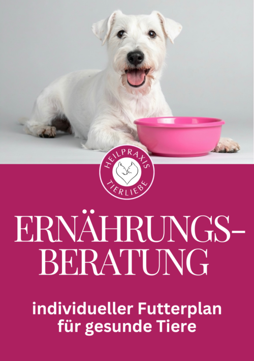 Ernährungsberatung für Hund und Katze individueller Futterplan für gesunde Tiere – Tierheilpraxis und Ernährungsberatung Heilpraxis Tierliebe