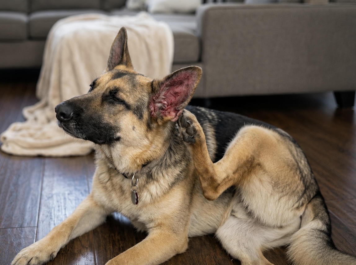 Hund mit Histaminproblemen wie Juckreiz, roten Ohren und Magen-Darm-Beschwerden